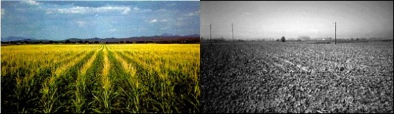 el conflicto de la agricultura 1