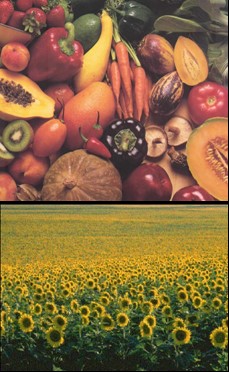 el conflicto de la agricultura 2