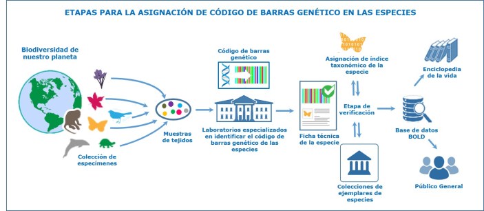 Etapas para la asignación de código de barras genético en las especies