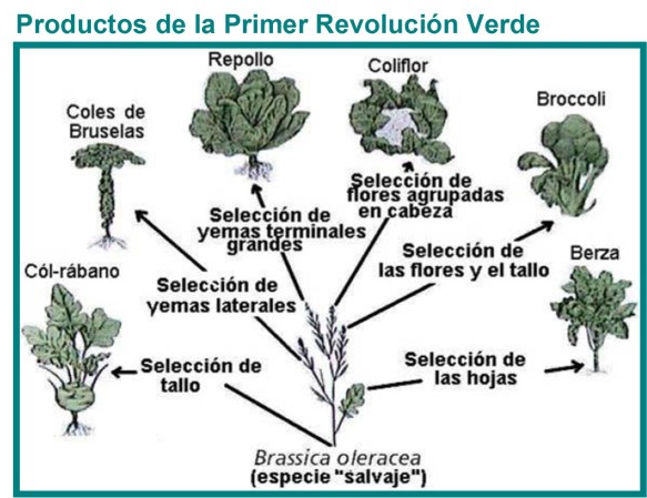 revolución verde 1