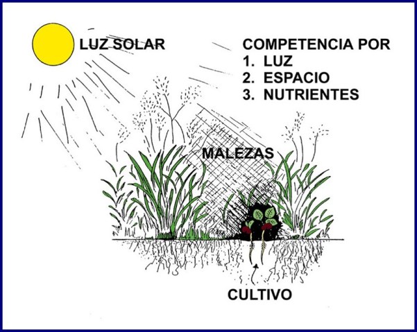 simplificación parte 7