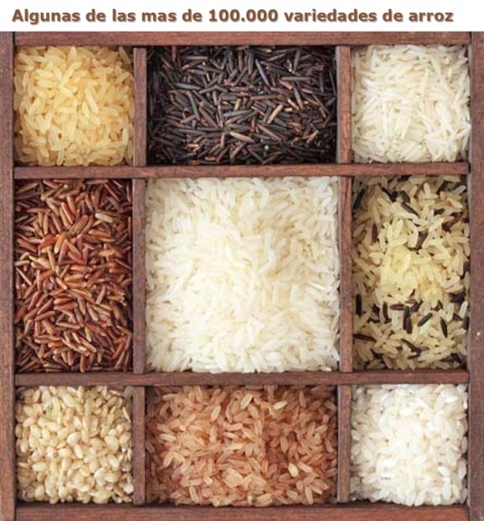 variedades de arroz