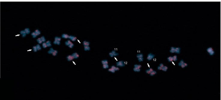 Técnica de FISH sobre cromosomas de pimiento